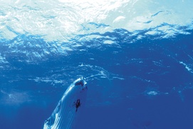 Scène du film Dauphins et baleines 3D