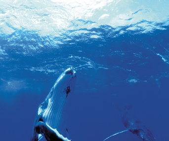 Scène du film Dauphins et baleines 3D