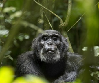 Une scène du film Chimpanzee