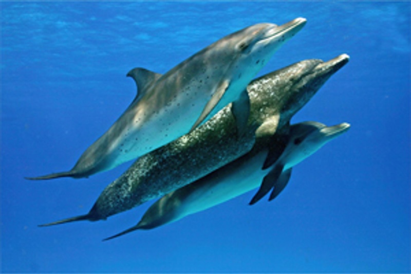 Une scène du film Dauphins et baleines 3D