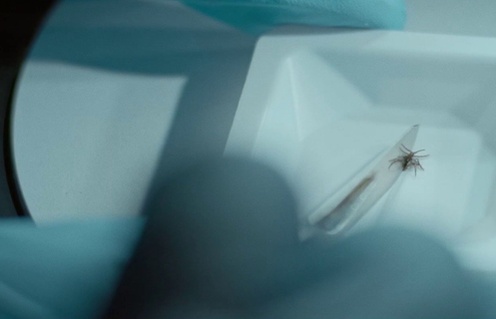 Bande-annonce en anglais