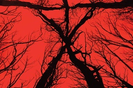 Affiche du film Blair Witch Affiche du film Blair Witch