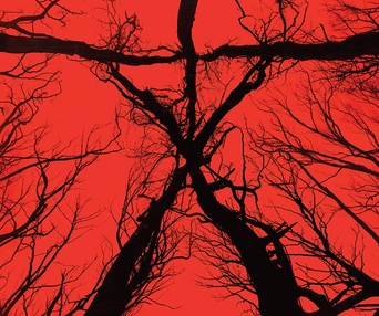 Affiche du film Blair Witch