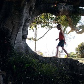 Une scène du film <em>The Tree</em>