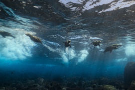 Image du film Sea Lions of the Galápagos Image du film Sea Lions of the Galápagos