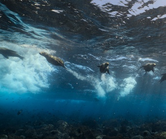 Image du film Sea Lions of the Galápagos