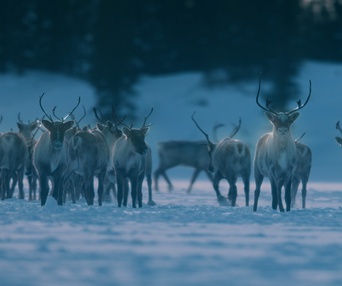 Image du film Dans la forêt