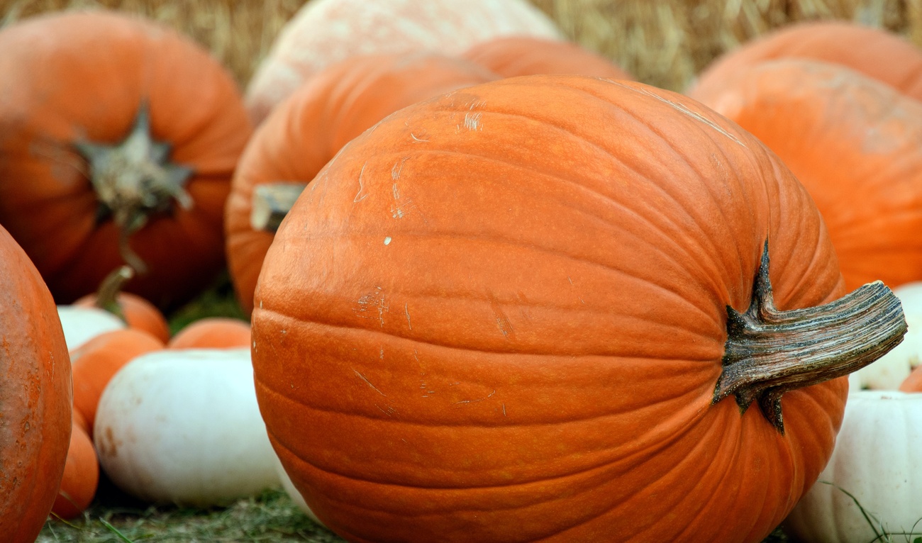 Image de l'article 5 idées d'activités à faire en famille pour l'Halloween