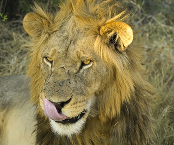 Image du film Les aventuriers voyageurs - Botswana-Namibie : de la brousse au désert