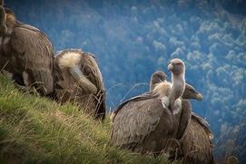 Image du film Les Aventuriers Voyageurs - Les Pyrénées, la grande traversée&nbsp;