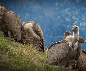 Image du film Les Aventuriers Voyageurs - Les Pyrénées, la grande traversée&nbsp;