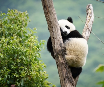 Images du film Moon the Panda