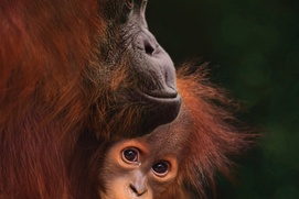 Image du film Orangutan