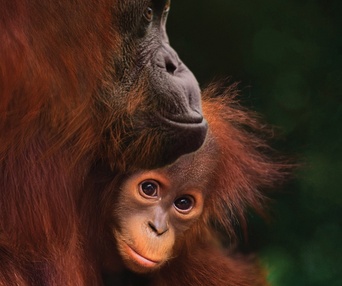 Image du film Orangutan
